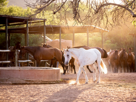 Flexible Short Stay Safari